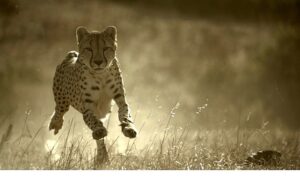‘Büyük Kediler Dünyası’,   1 Şubat Pazar 20.00’de   National Geographic WILD Ekranlarında!