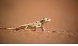 ‘Sıra Dışı Canlılar Özel’,   11 Ocak Pazar 20.00’de   National Geographic WILD Ekranlarında İzleyicilerle Buluşuyor!