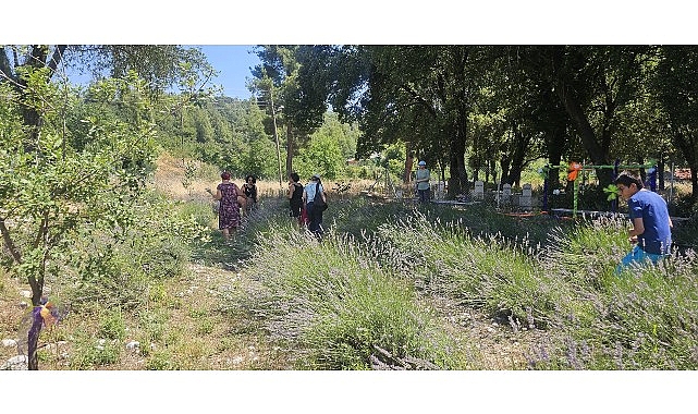 Vatandaşlar Gedelme’nin Mor Güzelliğiyle Buluştu